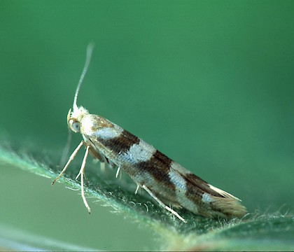 Adult • Littleborough, Lancs. • © Ian Kimber