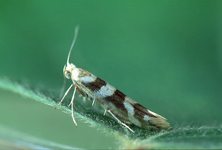 Argyresthia goedartella