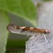 Adult • Newhey, Lancs. • © Ian Kimber