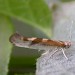 Adult • Newhey, Lancs. • © Ian Kimber