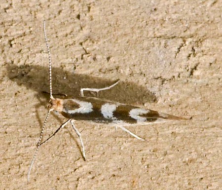 Argyresthia pygmaeella