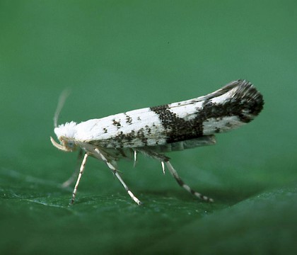 Adult • Littleborough, Lancs. • © Ian Kimber