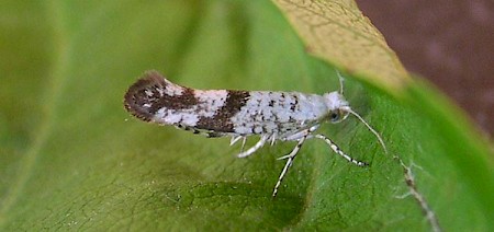 Argyresthia curvella