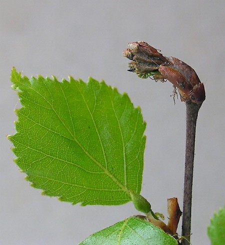 Argyresthia retinella