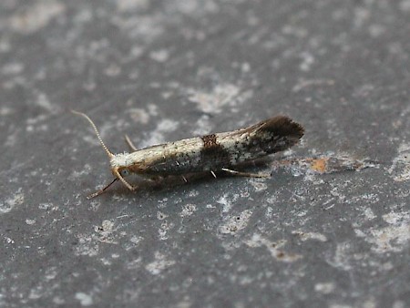 Argyresthia glaucinella