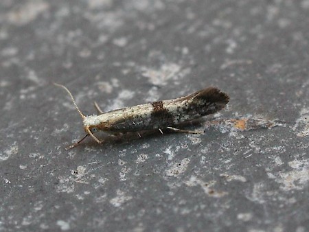 Argyresthia glaucinella