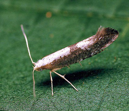 Adult • Studham, Bedfordshire • © Charles Baker