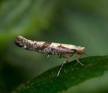 Adult • Shrawley Wood, Worcestershire • © Patrick Clement