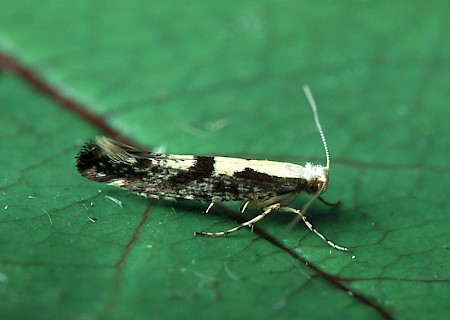 Apple Fruit Moth Argyresthia conjugella