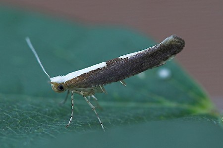 Argyresthia semifusca