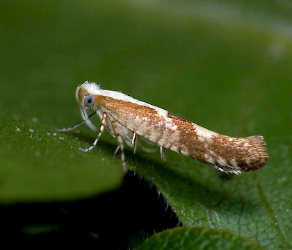 Adult • Hunthouse Wood, Worcestershire • © Patrick Clement