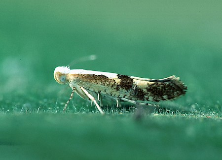 Cherry Fruit Moth Argyresthia pruniella