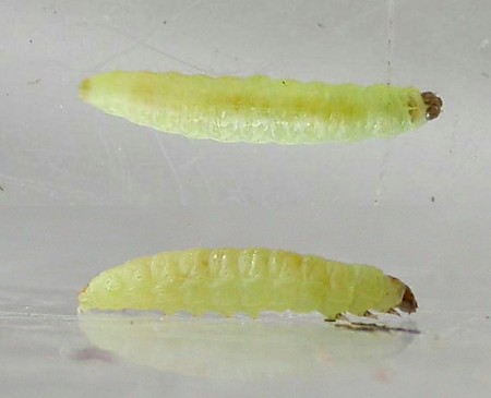 Cherry Fruit Moth Argyresthia pruniella