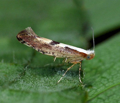 Adult • Malvern Hills, Worcs. ex. larva on Crataegus • © Patrick Clement