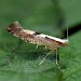 Adult • Malvern Hills, Worcs. ex. larva on Crataegus • © Patrick Clement