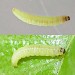 Larva • Sale Water Park, Greater Manchester; adult reared. • © Ben Smart