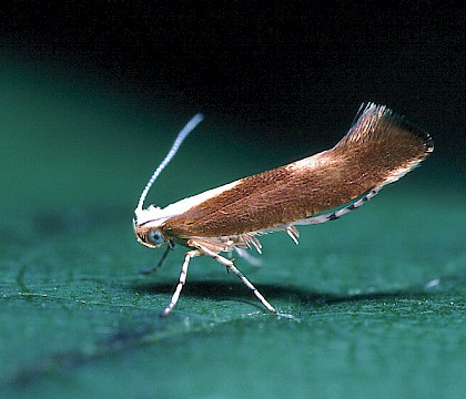 Adult • Kensworth, Bedfordshire • © Charles Baker