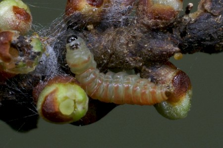 Argyresthia albistria