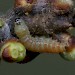 Larva • Netherlands • © Jeroen Voogd