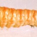 Larva • Sale, Cheshire, March 2003. On Prunus spinosa • © Ian Smith