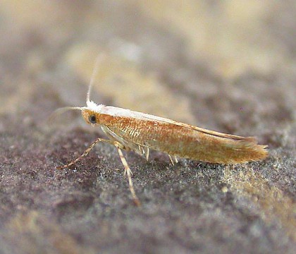 Argyresthiidae