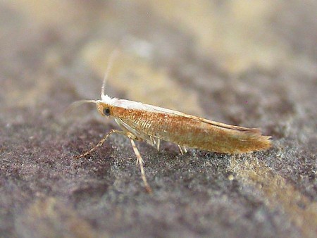 Argyresthia semitestacella