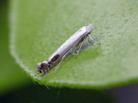 Apple Leaf Miner Lyonetia clerkella