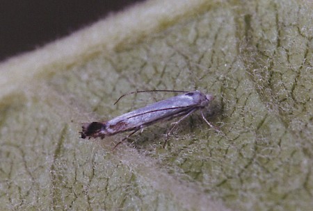 Apple Leaf Miner Lyonetia clerkella