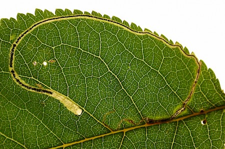 Apple Leaf Miner Lyonetia clerkella