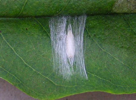 Laburnum Leaf Miner Leucoptera laburnella
