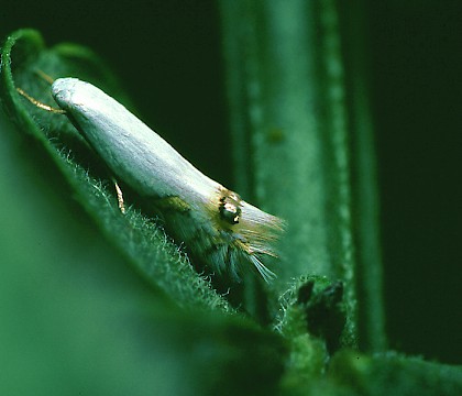 Adult • Studham, Bedfordshire • © Charles Baker