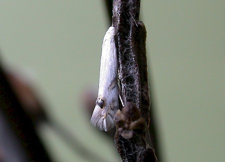 Leucoptera spartifoliella