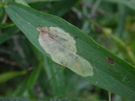 Leucoptera lathyrifoliella