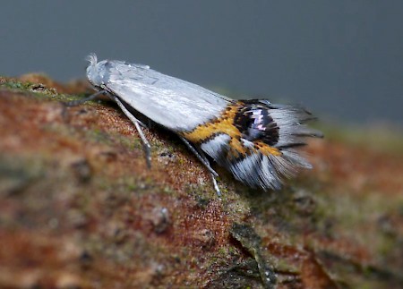 Pear Leaf Blister Moth Leucoptera malifoliella