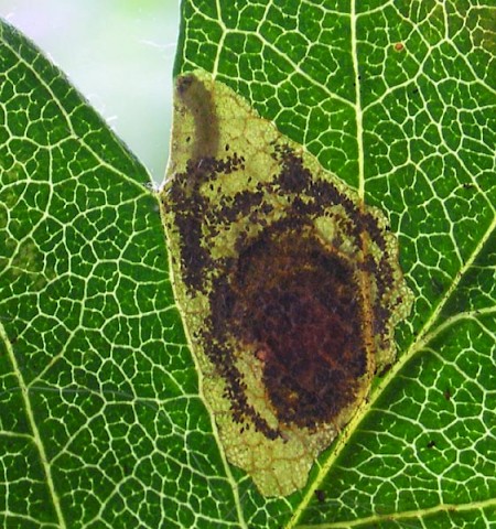 Pear Leaf Blister Moth Leucoptera malifoliella