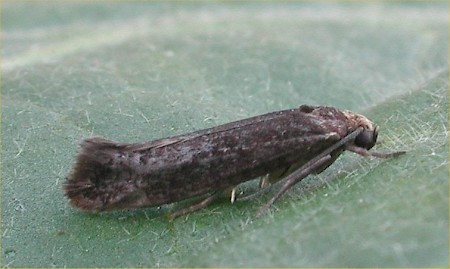 Ash Bud Moth Prays fraxinella