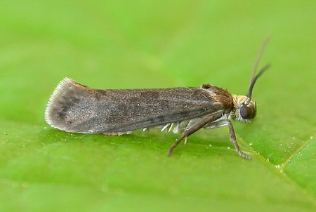 Ash Bud Moth Prays fraxinella