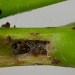 Larva feeding in shoot • Warton Crag, Lancs • © Ben Smart