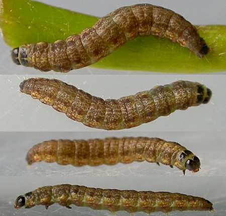 Ash Bud Moth Prays fraxinella