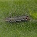 Larva • Addlestone, Surrey. Ex. mine on Oleae • © Andrew Mitchell
