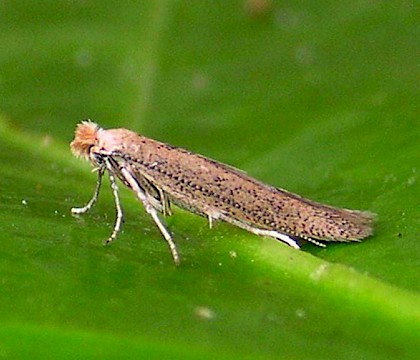 Bedelliidae