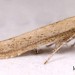 Adult • Ex larva on Calystegia. 1998. Cheshire. • © Ian Smith