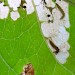 Mine • Larval mines on Calystegia, Chorlton, G. Manchester • © Ben Smart