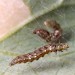 Habitation • Mine (top left) and larva in silk 