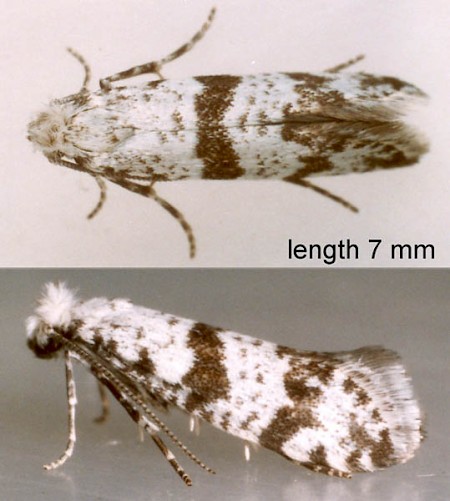 Hawthorn Moth Scythropia crataegella