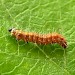 Larva • Whetstone, Leicestershire, May. • © Mark Skevington