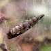 Pupa in web • Whetstone, Leicestershire, June. • © Mark Skevington