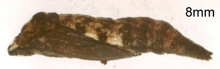 Hawthorn Moth Scythropia crataegella