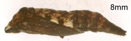 Hawthorn Moth Scythropia crataegella