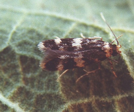 Oegoconia quadripuncta